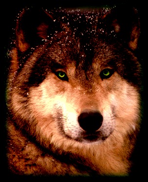 Bildergebnis für brown wolf green eyes